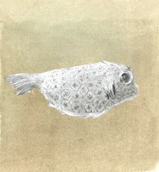 Box Fish, Sri Lanka, 2015